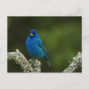 Search for neotropical Maresa pryor