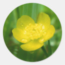 Search for buttercup stickers Grass