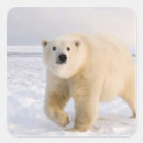 Search for steve stickers Usa