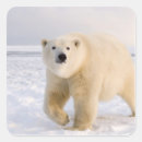 Search for alaska wildlife stickers Steve kazlowski