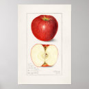 Search for 1908 posters Fruit
