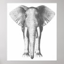 Search for black and white elephant posters Animals