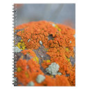 Search for lichens Plant