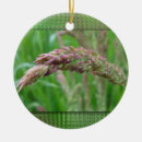 Search for seed globe Close up