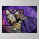 Search for yorkie angel Rainbow bridge