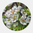 Search for apple blossoms magnets Orchard