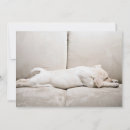 Search for labrador thank you cards Yellow labrador retriever