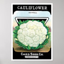 Search for cauliflower art Vintage