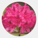 Search for rhododendrons Rhododendron bush