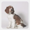 Search for springer spaniel stickers Animal
