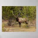 Search for adam jones posters Bull elk