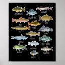 Search for freshwater fish posters Tackle