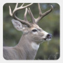 Search for white deer art stickers Nature