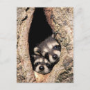 Search for peek postcards Wildlife