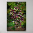 Search for grapevine art Vineyard