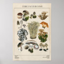 Search for edible mushroom posters Chart