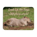 Search for capybara magnets Animal