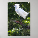Search for egrets posters Snowy egret