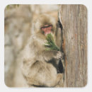 Search for tree climbing stickers Wildlife