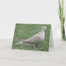 Search for collared cards Bird