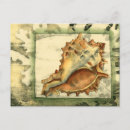 Search for beach shells postcards Nature