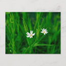 Search for blumen Birthday