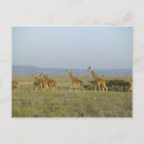 Search for topics postcards Tranquil scene