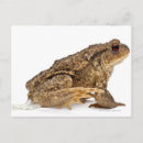 Search for bufo Reptile