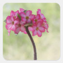 Search for desert rose stickers Floral