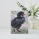 Search for baby birds postcards Chickens