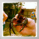 Search for shellfish posters Crawfish