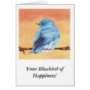 Search for bluebirds Nature