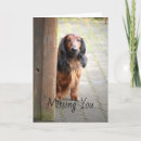 Search for long haired cards Dachshunds