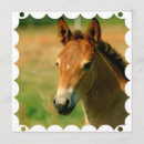 Search for filly invitations Foal