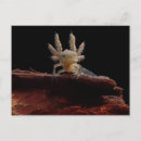 Search for newt postcards Amphibian
