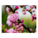 Search for cherry blossom posters Zen