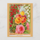 Search for vintage rose illustration postcards Garden
