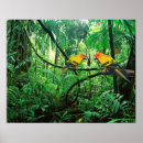 Search for sun conure Parrot