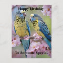 Search for budgies postcards Parrot