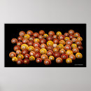 Search for snail posters Wildlife