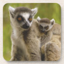 Search for lemur coasters Primate