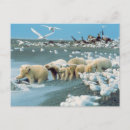 Search for howie postcards Wildlife