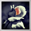 Search for black and white rose photography posters Botanical