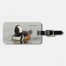 Search for merganser duck Nature photography