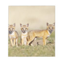 Search for burrows Mammal
