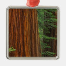 Search for giants the christmas tree decorations Sequoia
