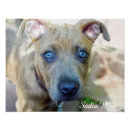 Search for american pit bull terrier posters Apbt