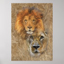 Search for lion and lioness posters Wildlife