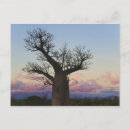 Search for madagascar postcards Landscape