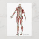 Search for musculoskeletal posters Human body part